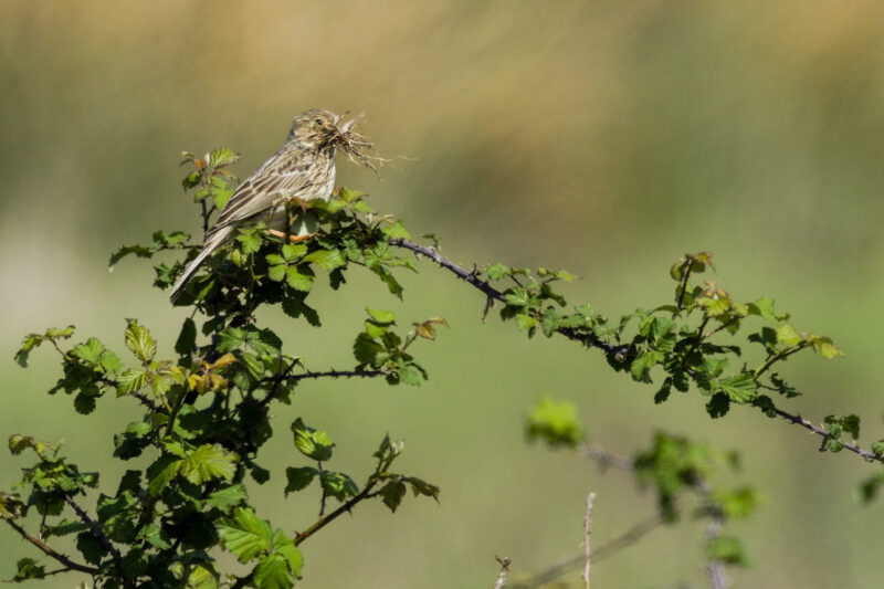 Bruant proyer avec des matériaux pour son nid
